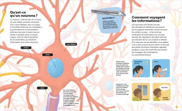 Mon cerveau - questions réponses – Image 4