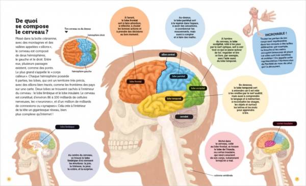 Mon cerveau - questions réponses – Image 5