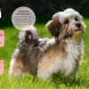 Tous les chiens – Image 2