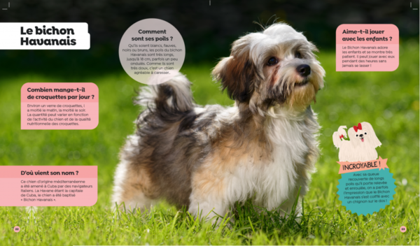 Tous les chiens – Image 2