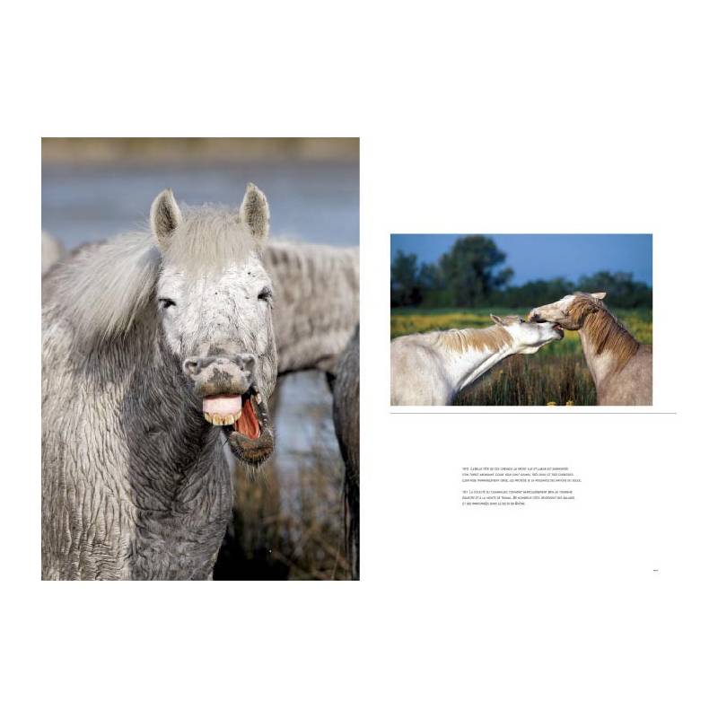 Chevaux__.jpg