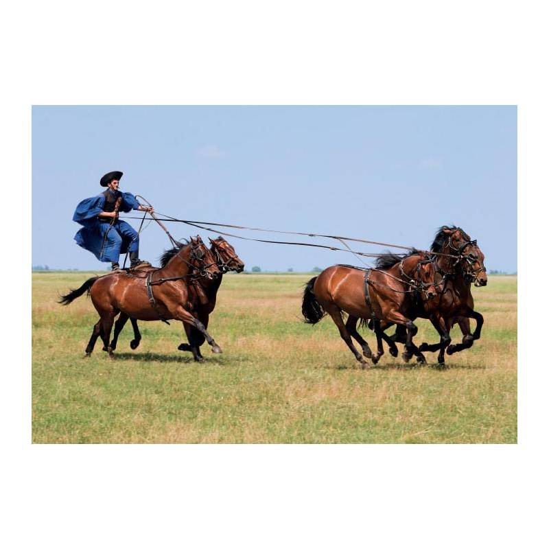 Chevaux______.jpg