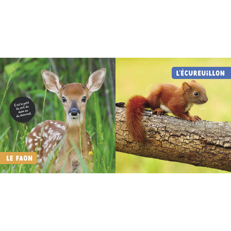 Les-bebes-animaux_.jpg