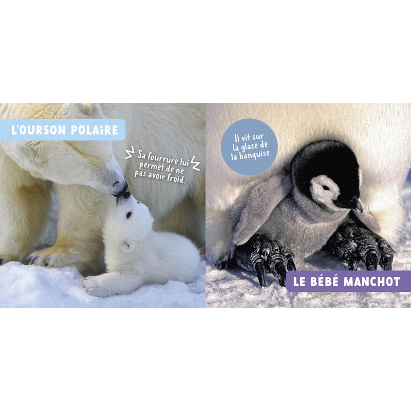 Les-bebes-animaux__.jpg