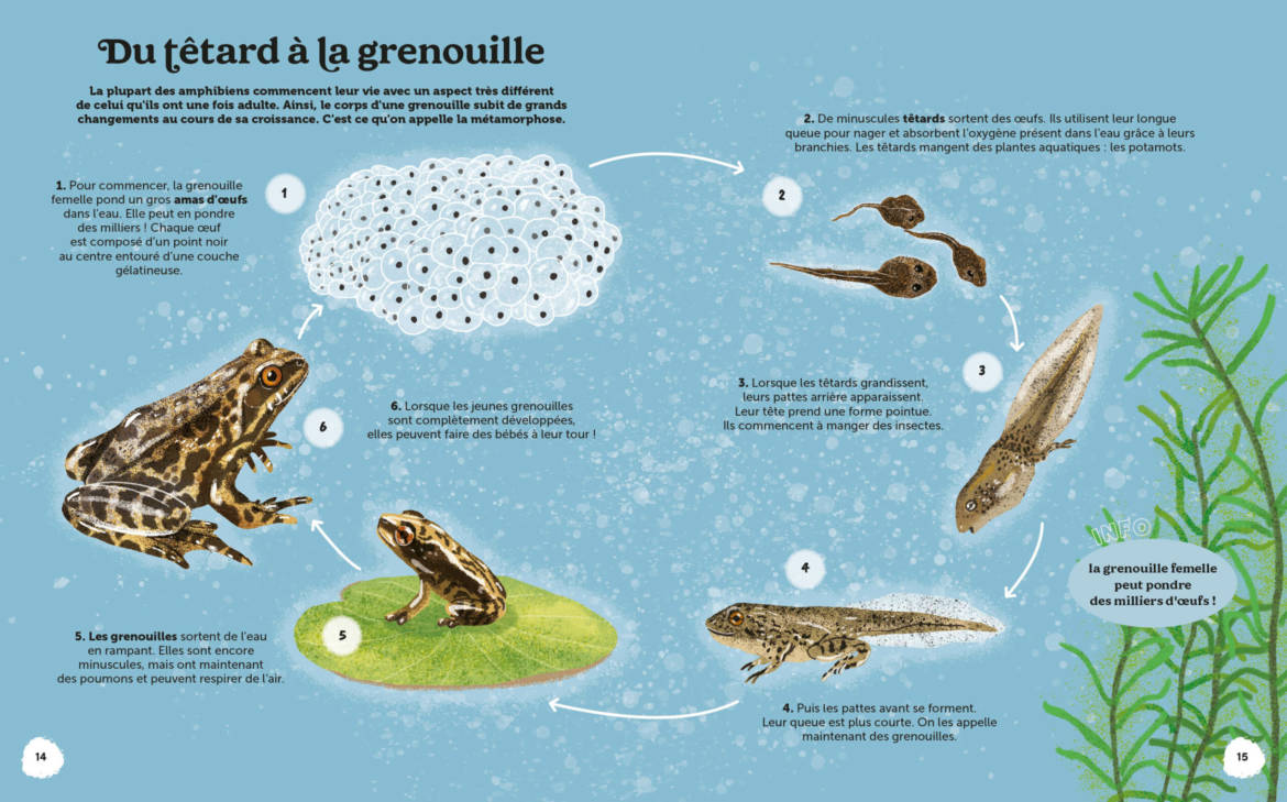 Les-merveilles-de-la-nature__.jpg