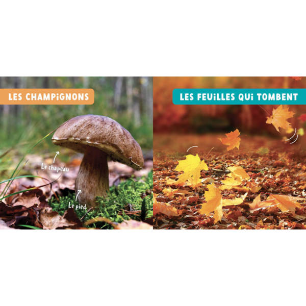 Les saisons – Image 3