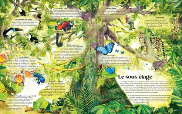 Là-haut dans la canopée – Image 3