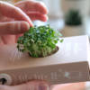 Scrollino à germer : Roquette – Image 2