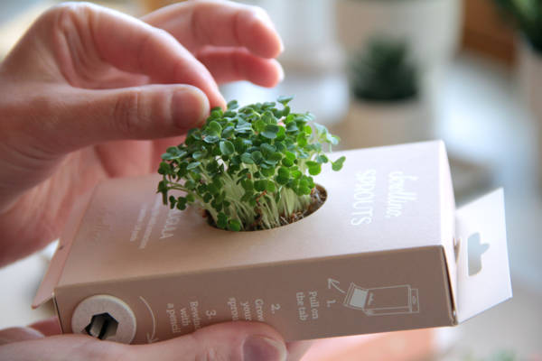 Scrollino à germer : Roquette – Image 2