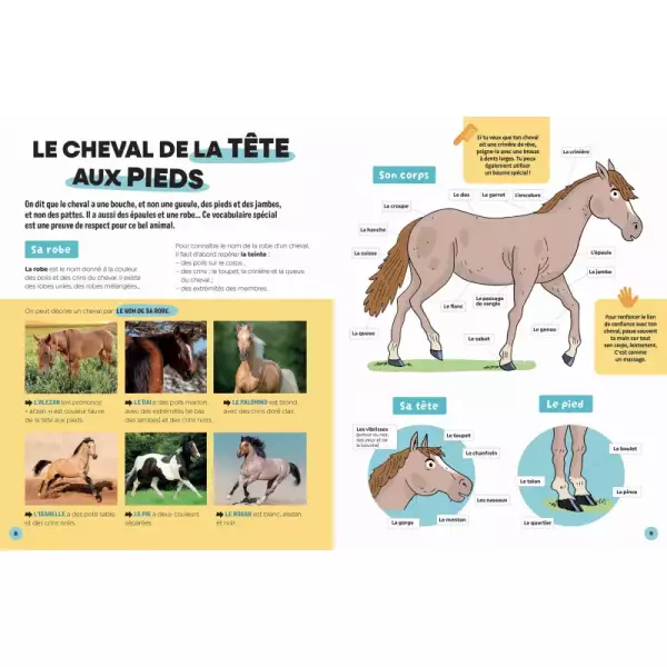 Les chevaux – Image 2