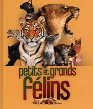 Petits et grands félins