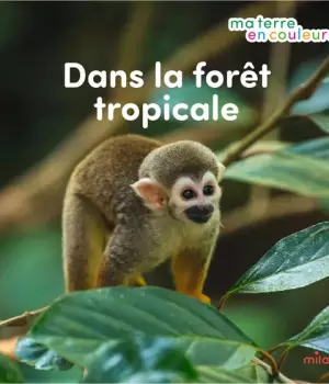 Dans la forêt tropicale