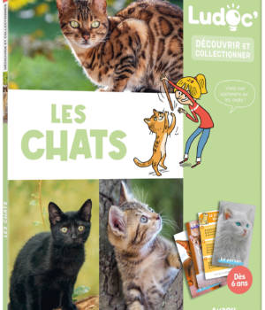Les chats