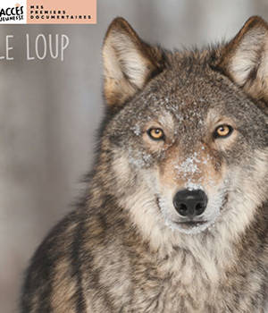Le loup
