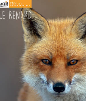 Le renard